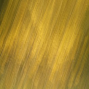 Forsythie...... Sabine Schröder